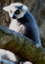 lemur2.jpg