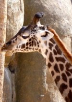 giraffe profile.jpg