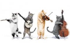 cat band.jpg