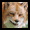 The Fox