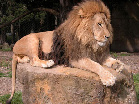 The Real Lion to be made into Aslan